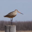 A brown and white marbled bird with long narrow dark legs and a slender beak that is orange half it's length, then turns a dark color