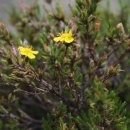 A bushy green plant with bright yellow flowers