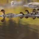 A brown bird with fluffy feathers on it's head swimming in the water followed by fix smaller chicks