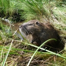 whiskered nutria rodent peers out from marsh grass