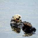 Sea otter yawns in eelgrass in Morro Bay