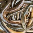 Non-native Swamp eels (Monopterus albus) collected during the Fall 2022 Fish Slam, Miami Florida