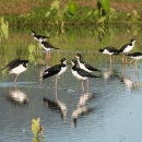 Black and white birds with long, skinny, pink legs stand in still water with green taro plants popping up here and there. 