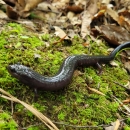 Red Hills Salamander on green moss with leaf litter in the background