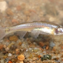An Arkansas River Shiners swims broadside over coarse, colorful sand.