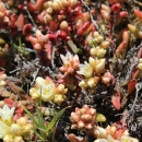 A large cluster of very short plants with red stems and white flowers
