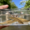 5 brown coal darters in a viewing container