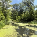 A still river sits with a coating of green algae surrounded by thriving green foliage on a bright day.