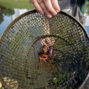 A biologist displays a trapped crayfish as it flares its large claws inside a cylindrical metal cage