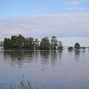 A row of green cypress trees stand partially submerged in a placid lake.