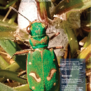 Magazine with bright green beetle on cover