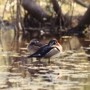Santee NWR Comprehensive Conservation Plan