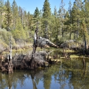 pine trees and shrubs surround a small pond