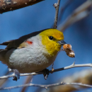 A small songbird with a yellow head perches on a branch while holding an insect larva.
