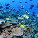 Colorful reef fish - Pennantfish, Pyramid and Milletseed butterflyfish - school in great numbers at Rapture Reef, French Frigate Shoals.
