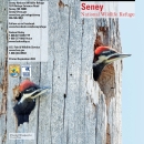 The cover of the Seney National Wildlife Refuge general brochure featuring pileated woodpecker chicks in their nesting snag.