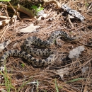 a snake on the forest floor