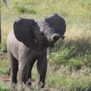 An African elephant calf with ears stretched outwards and trunk raised, stands on grass in front of a partially visible adult elephant