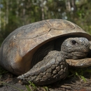 a large tortoise walking in the forest