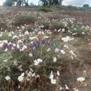 A large open field filled with various plants.