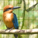 A sihek (Guam kingfisher) sits on a branch. It has a cinnamon orange body with metallic blue wings. 