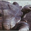 Desert Tortoise
