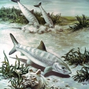 Bob Hines Illustration of Bonefish on Florida Flats, Color, for Sport Fishing USA, 1971