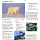 Marine Mammal Program Fact Sheet 2026