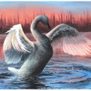 Painting of white trumpeter swan flying out of the water. The swan’s wings are extended, and its head curved down. The background features a forest on the horizon with the pink, red, and orange hues of a sunset behind it. 