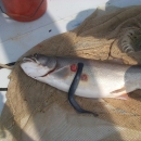 A lake trout with red, circular wounds and a sea lamprey attached, eating its side.