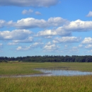 wetland with green submerged plants and light blue sky with puffy white clouds