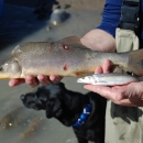 Image of a person holding up a Razorback Sucker and Colorado Pikeminnow fish in each hand
