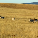 Image of 4 Pronghorn animals grazing on a grassland
