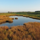 Image of salt panne in a marsh on Parker River National Wildlife Refuge
