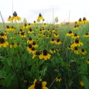Image of a field of coneflowers