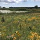 Image of a field filled with wildflowers with a wetland visible behind the field
