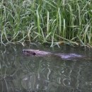 Image of a beaver swimming with only the top of its head and part of its body visible above the water