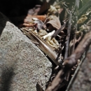 a brown skink on a rock