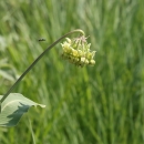 Mead's milkweed with a sweat bee approaching the flower