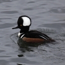 a hooded merganser, type of duck, swimming in the water