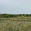 Invasive brush encroaching on native grasslands at Palo Alto Battlefield National Park in the Lower Rio Grande Valley of south Texas