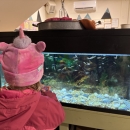 A child in a pink coat and hat admires the salmon tank