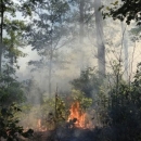 Fire burning the understory of a northern Michigan forest