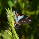 A butterfly with red and blue markings on black wings rests on a plant.