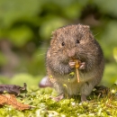 Endangered Florida salt marsh vole in Florida's Big Bend