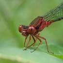Closeup of a red damselfly with black markings resting on a leaf.