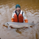 A USFWS employee holds a 4 foot long sturgeon.