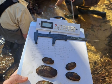 Juvenile Louisiana Pearlshell Mussels being measured after capture during monitoring. 