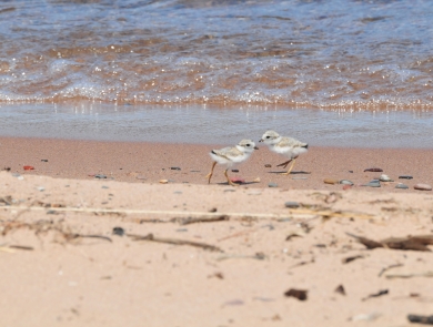 2 plover chicks on beach on wet sand in front of wave