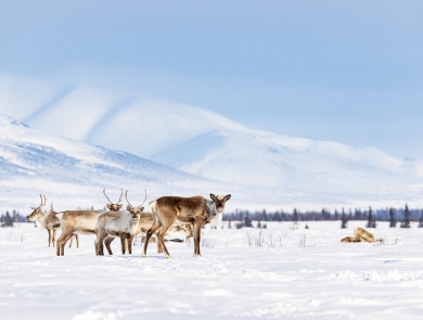 Caribou stand amidst snow in Selawik Refuge. In the background, mountains and a faint treeline are visible.